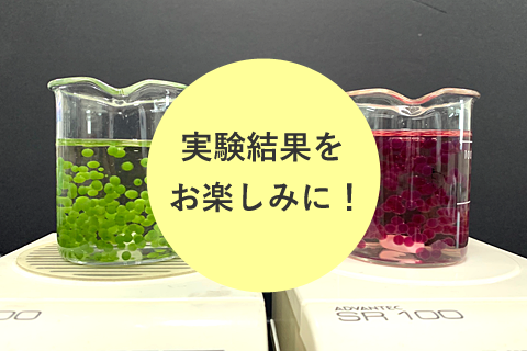 植物色素の色の変化を見てみよう！